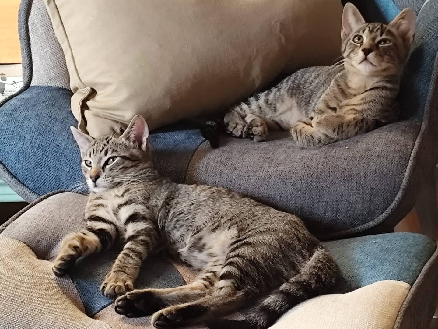 Adozione gatto, maschio, Razza sconosciuta Razza sconosciuta, 2 mesi, taglia non valida, Pavia