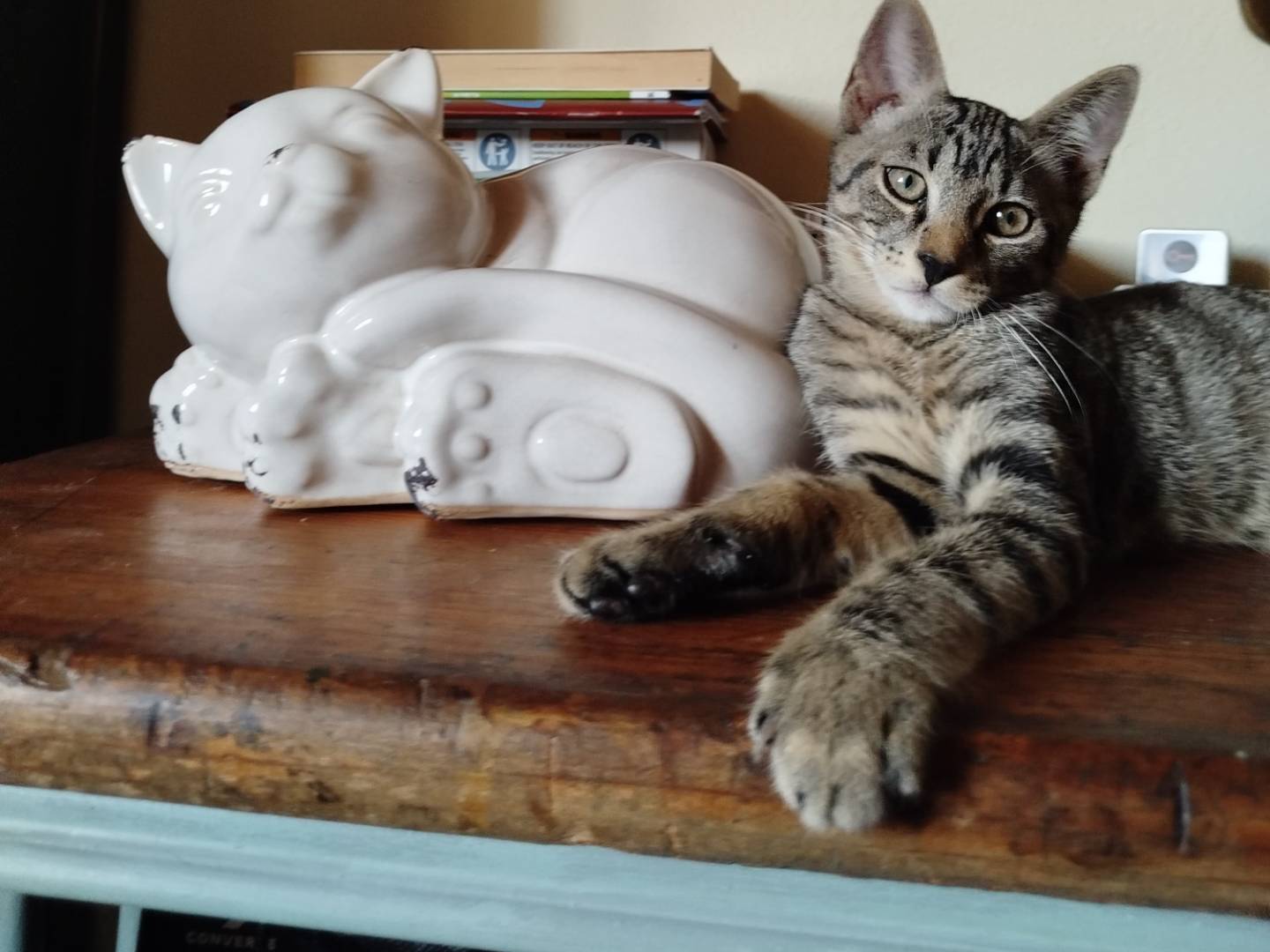 Adotta un gatto, maschio, 2 mesi, Pavia