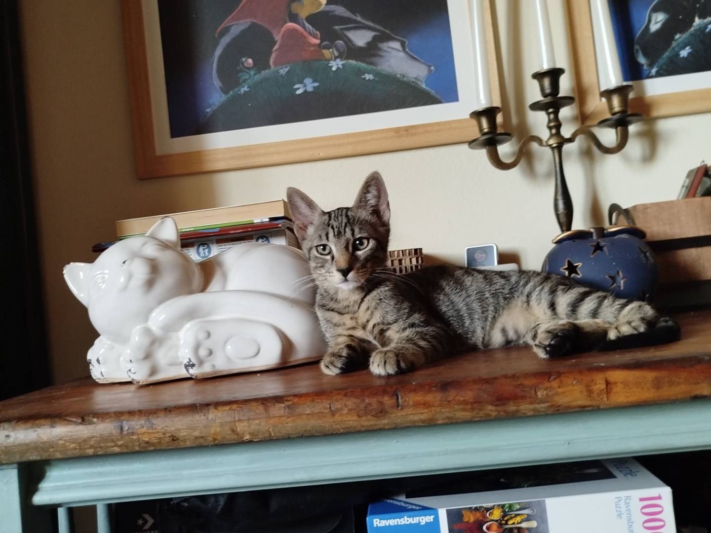 Adotta un gatto, taglia non valida, maschio, Pavia