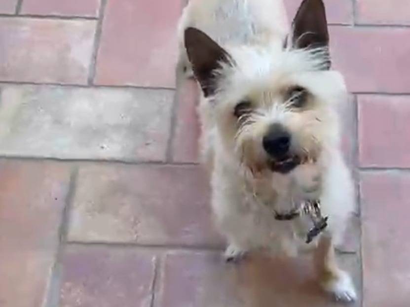 Adozione cane, maschio, Yorkshire Terrier Razza sconosciuta, 5 anni, taglia piccola, Agrigento