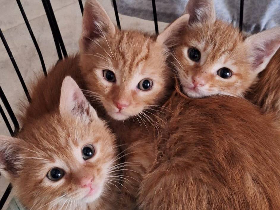Adozione gatto, maschio, Razza sconosciuta Razza sconosciuta, 4 mesi, taglia non valida, Bari