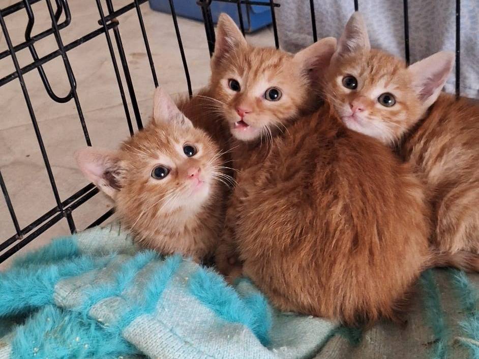 Adotta un gatto, maschio, 4 mesi, Bari