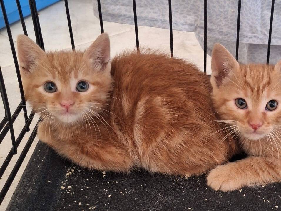 Adozione gatto, femmina, Razza sconosciuta Razza sconosciuta, 4 mesi, taglia non valida, Bari