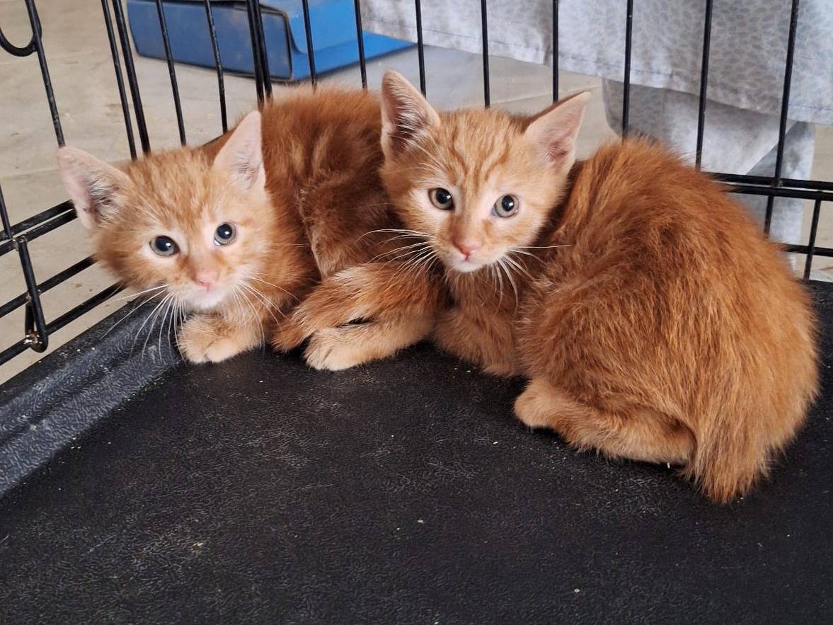 Adotta un gatto, femmina, 4 mesi, Bari