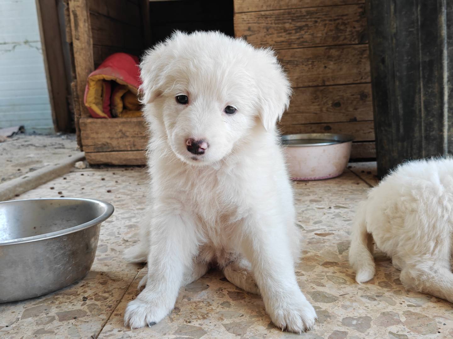 Adozione cane, femmina, Razza sconosciuta Razza sconosciuta, 2 mesi, taglia media, Monza