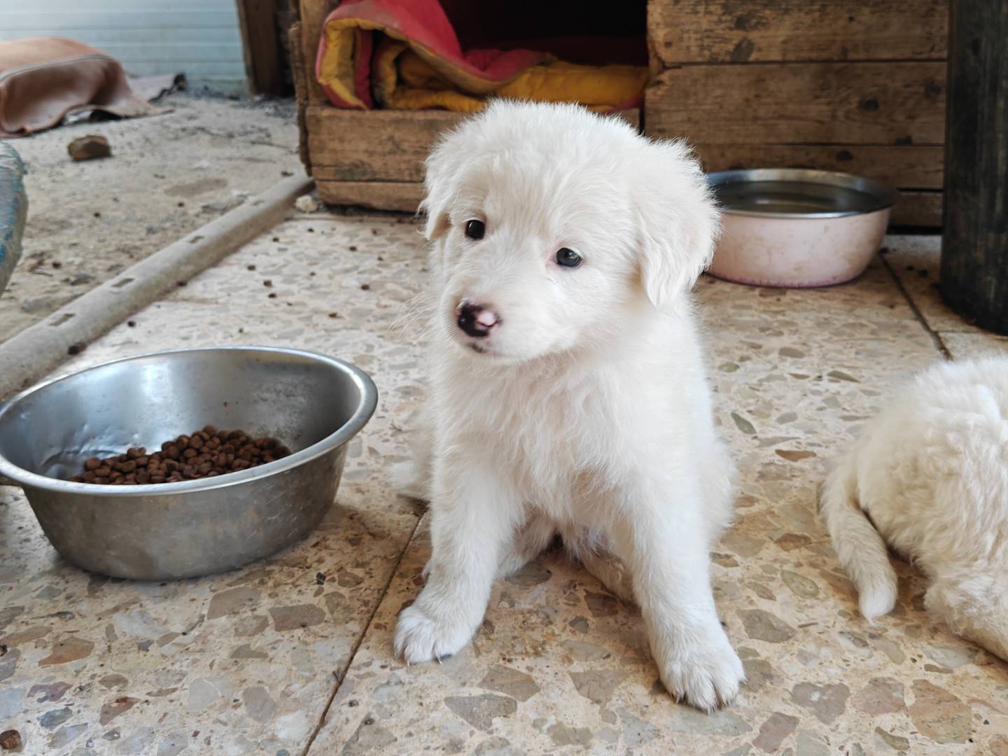 Adotta un cane, femmina, 2 mesi, Monza