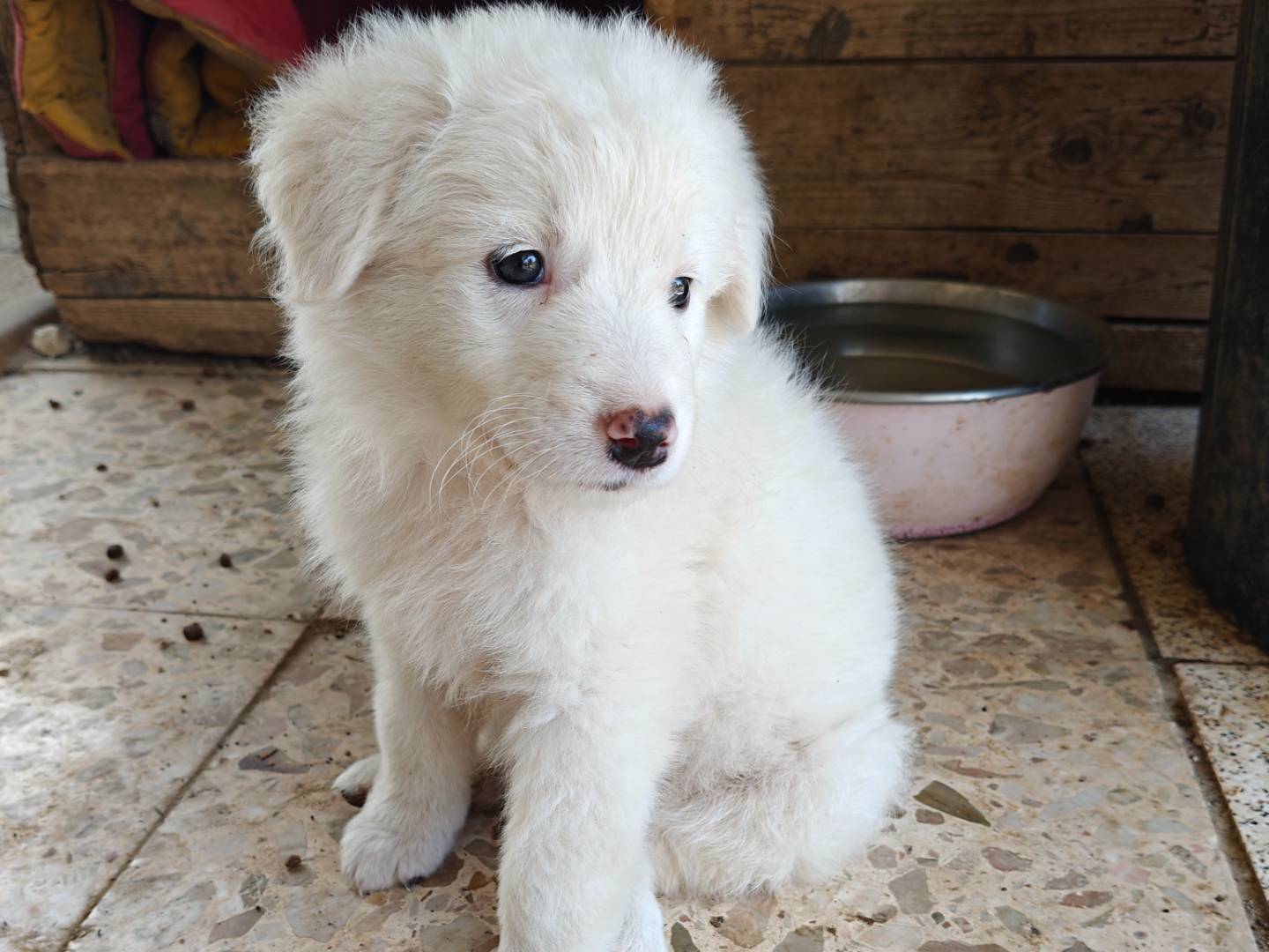 Adotta un cane, taglia media, femmina, Monza