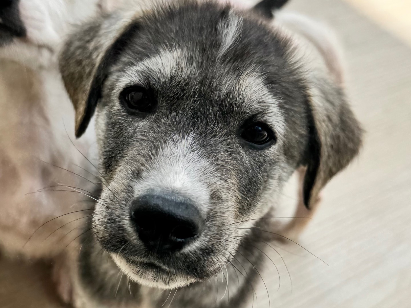 Adozione cane, maschio, Razza sconosciuta Razza sconosciuta, 3 mesi, taglia media, Salerno