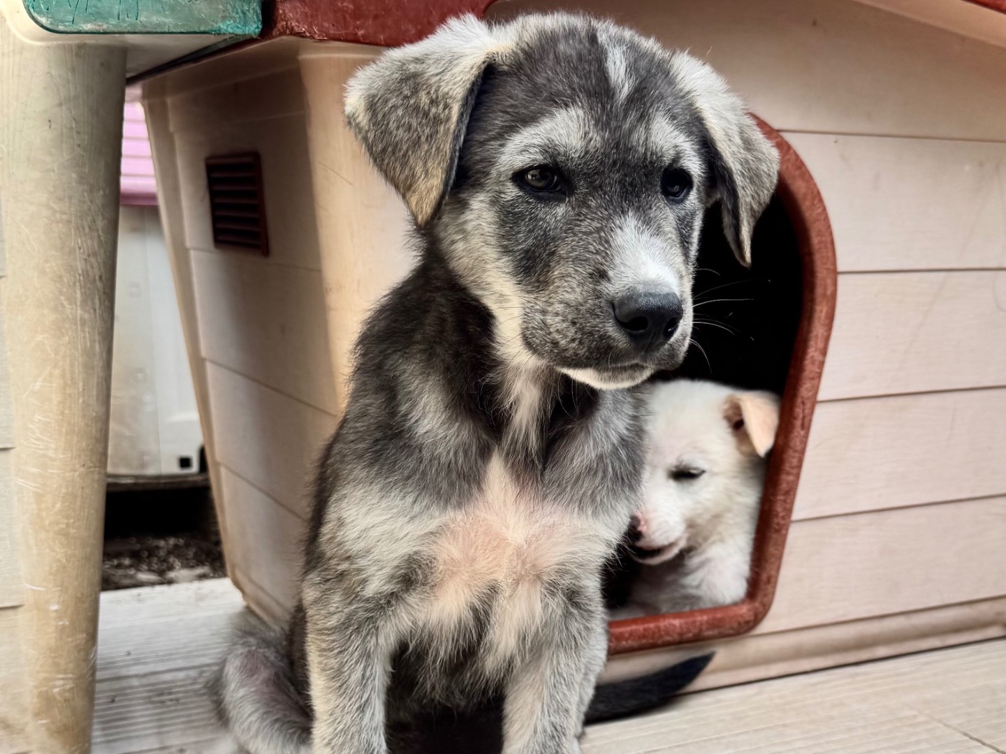 Adotta un cane, maschio, 3 mesi, Salerno