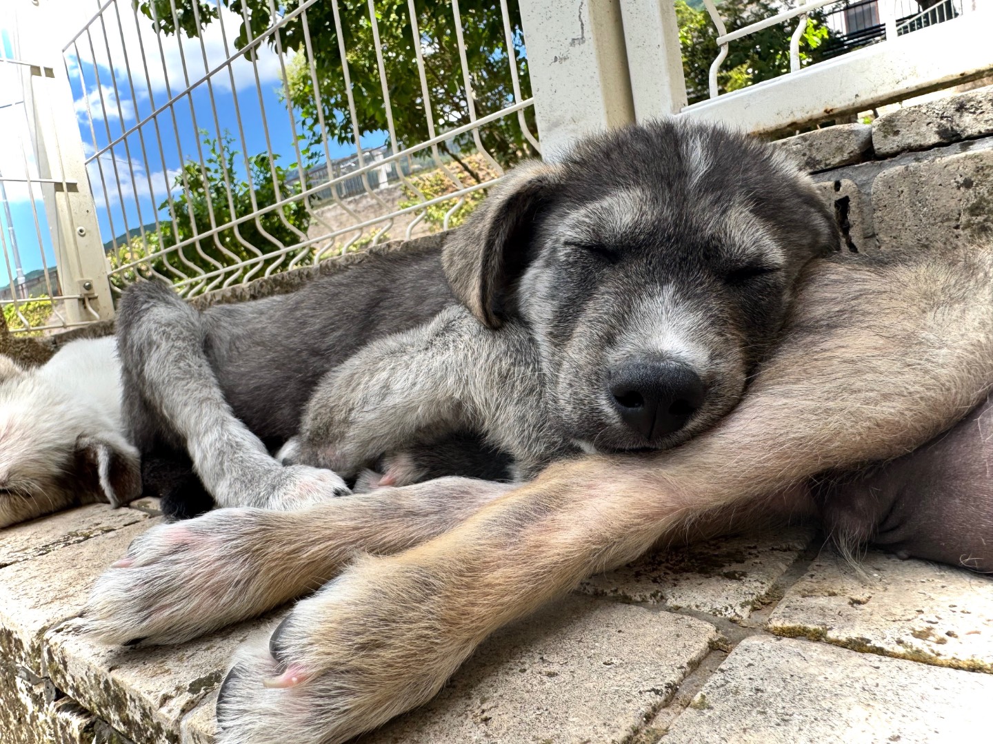 Adotta un cane, taglia media, maschio, Salerno