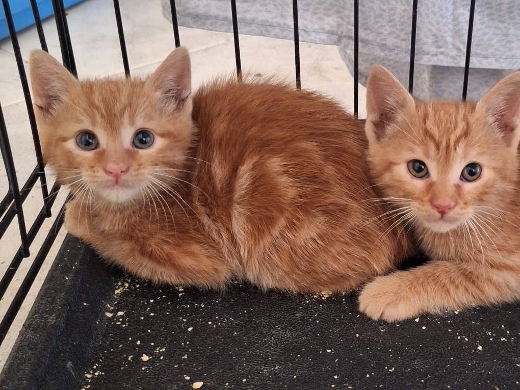 Adozione gatto, femmina, Razza sconosciuta Razza sconosciuta, 4 mesi, taglia non valida, Bari
