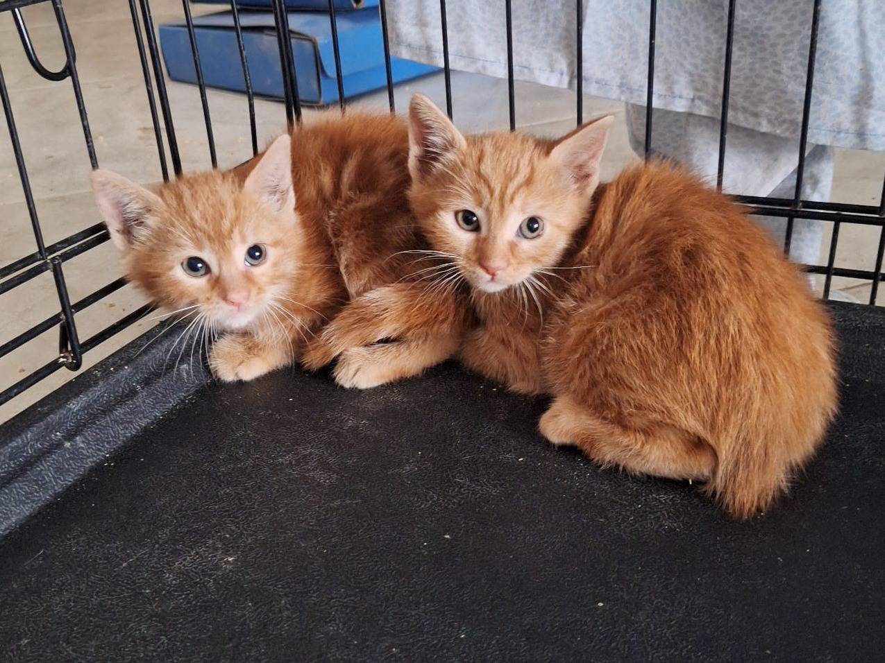 Adotta un gatto, femmina, 4 mesi, Bari