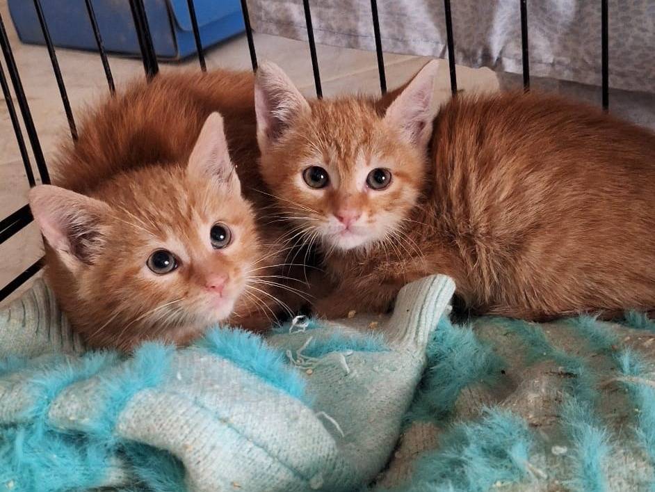 Adotta un gatto, taglia non valida, femmina, Bari