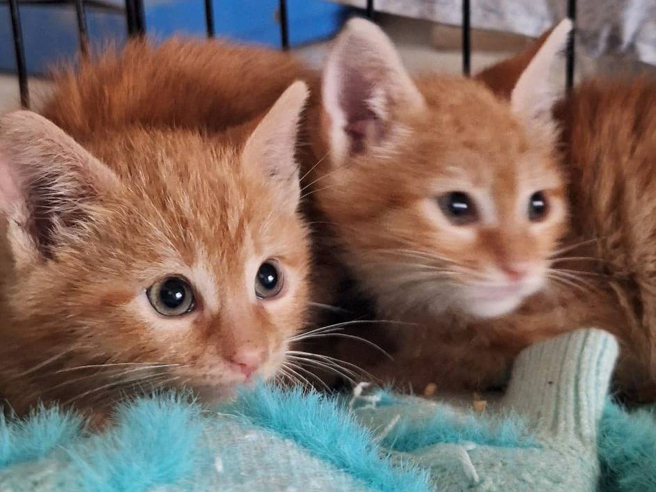 Vuoi adottare un gatto a Bari?