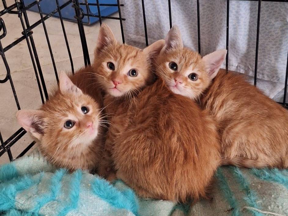 Adotta il gatto Paprika  a Bari