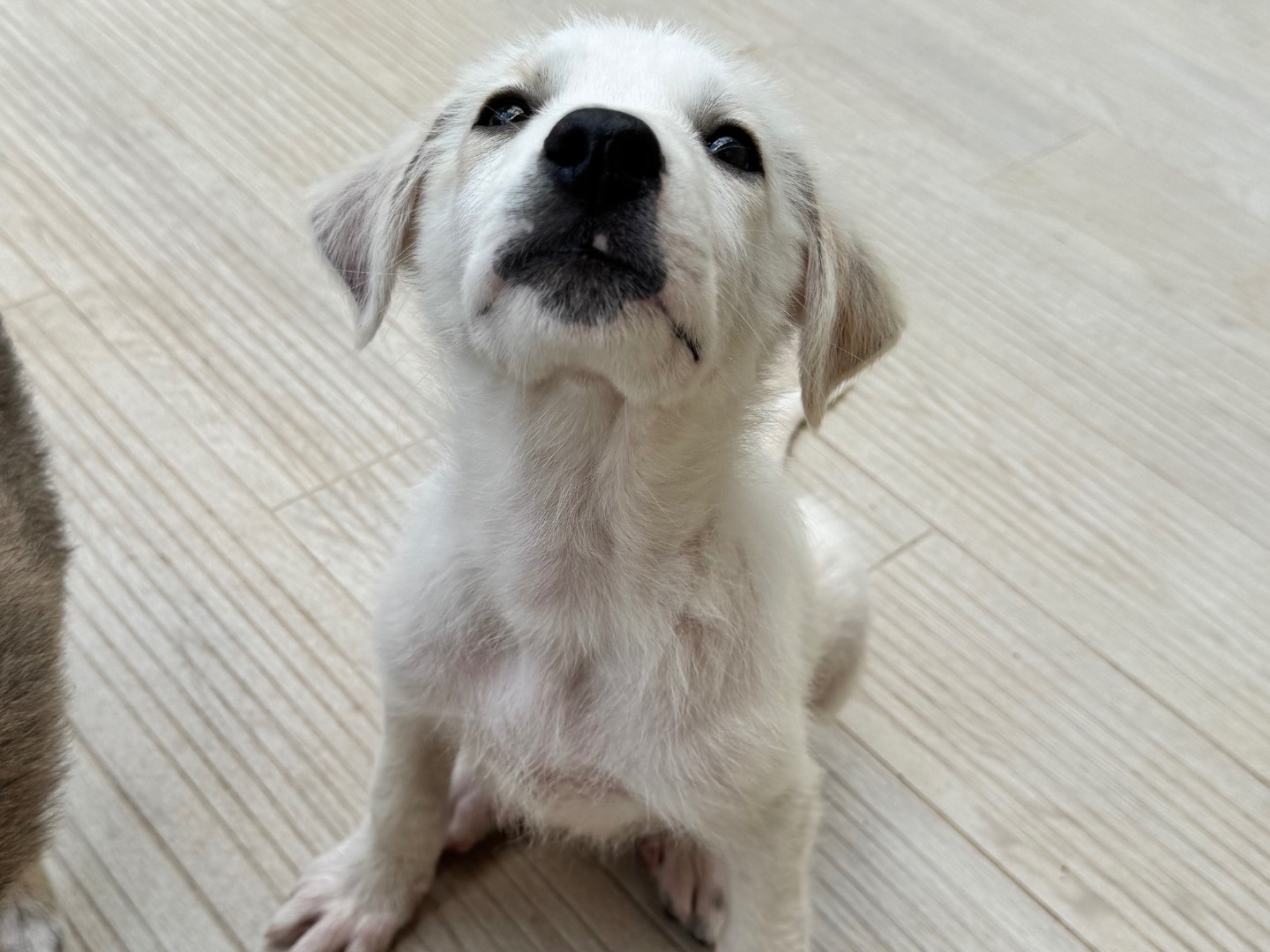 Adozione cane, maschio, Razza sconosciuta Razza sconosciuta, 3 mesi, taglia media, Salerno