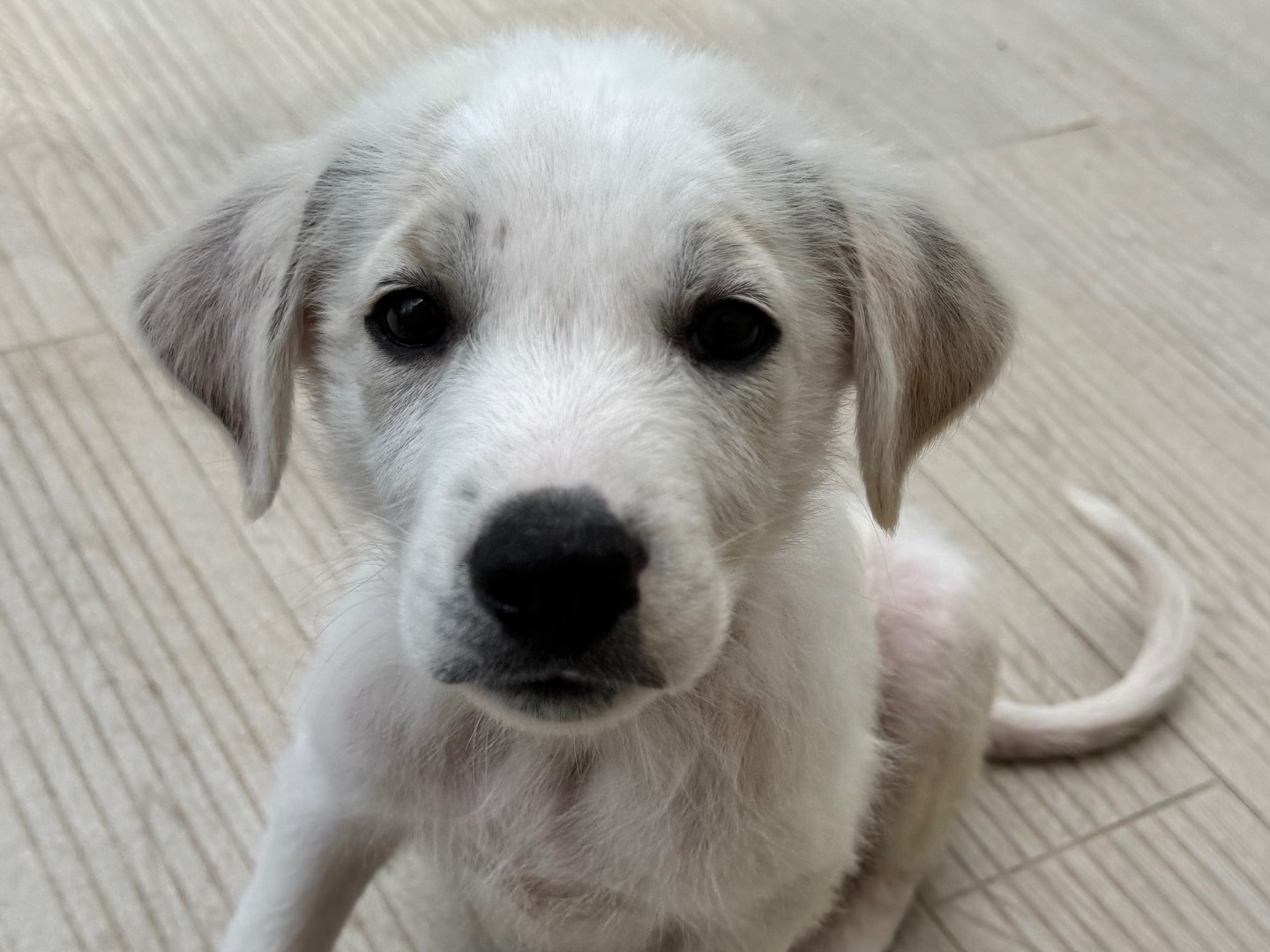 Adotta un cane, maschio, 3 mesi, Salerno