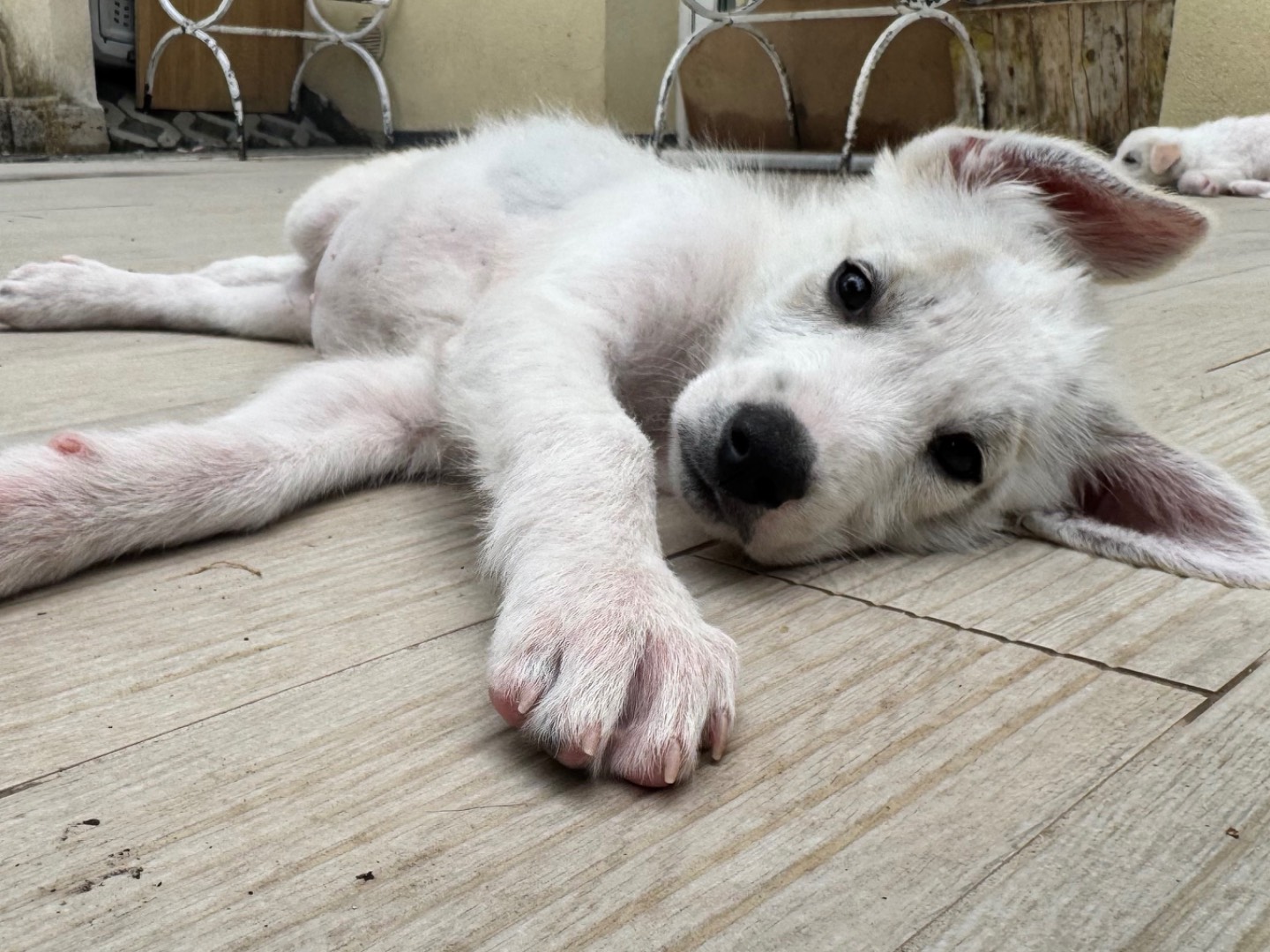 Adotta un cane, taglia media, maschio, Salerno