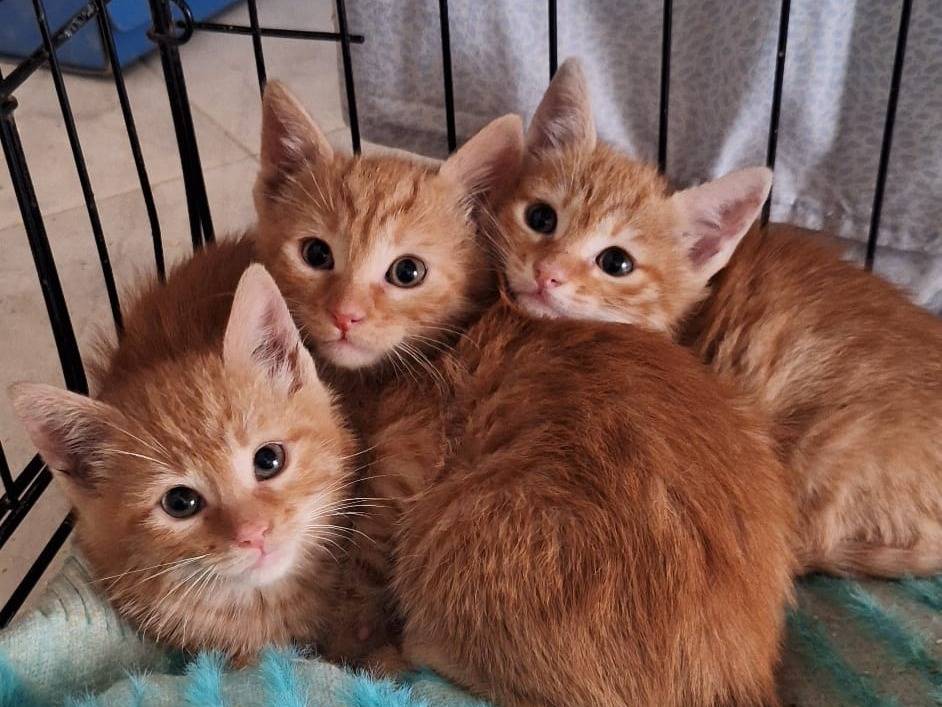 Vuoi adottare un gatto a Bari?