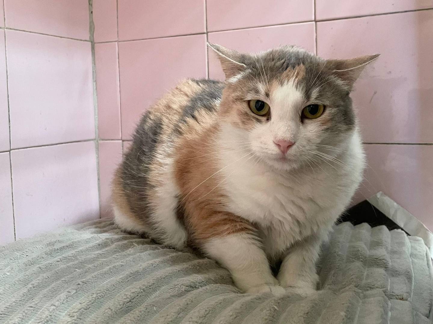 Adotta un gatto, taglia non valida, femmina, Milano