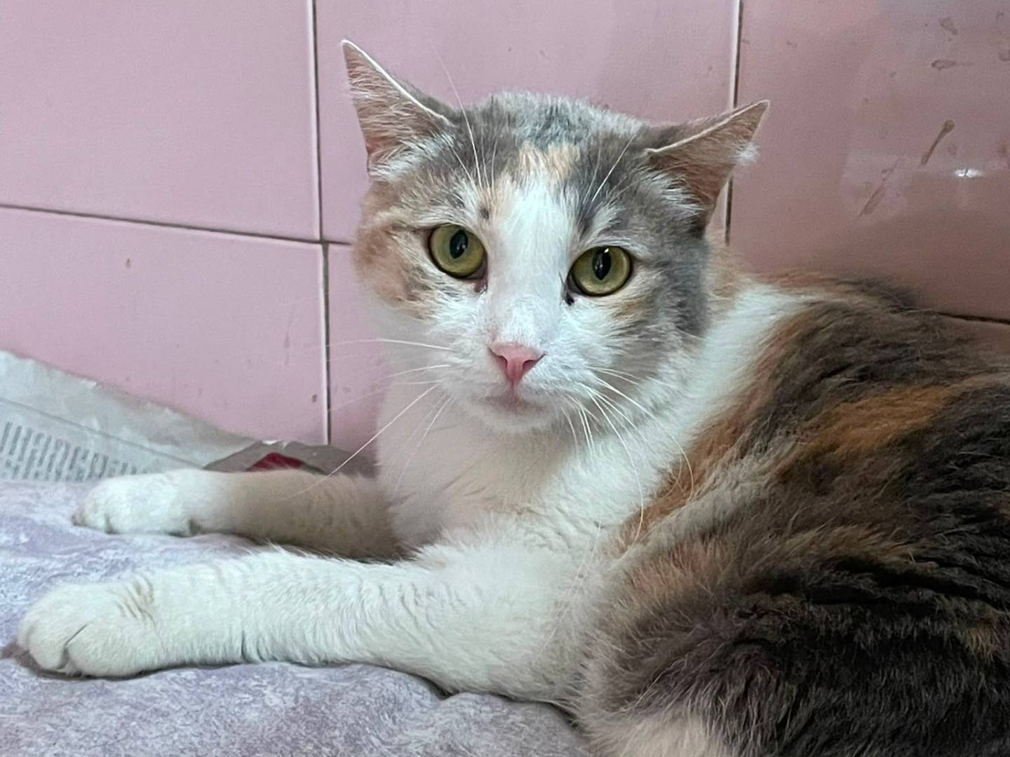 Adozione gatto, femmina, Razza sconosciuta Razza sconosciuta, 5 anni e 4 mesi, taglia non valida, Milano