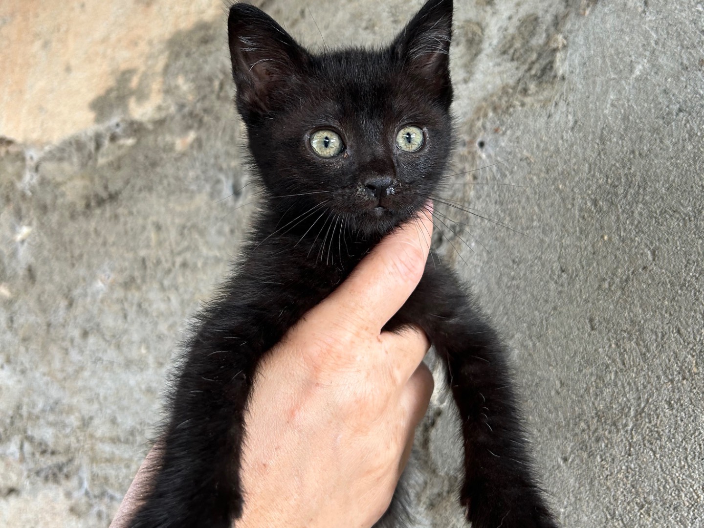 Adotta un gatto, taglia non valida, maschio, Perugia