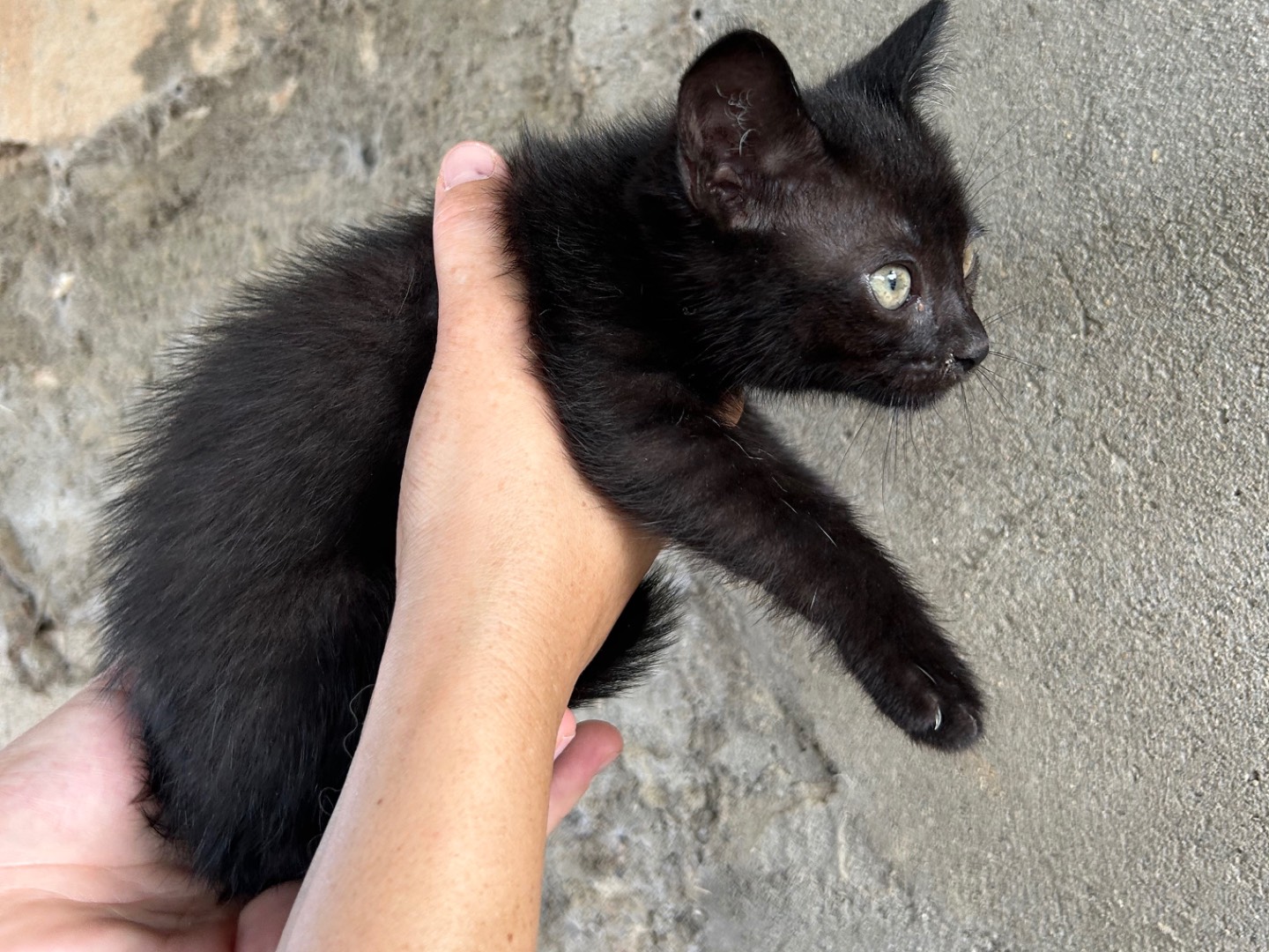 Foto 3 dell'animale