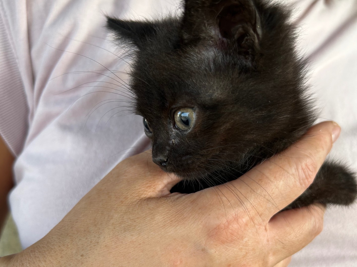 Vuoi adottare un gatto a Perugia?