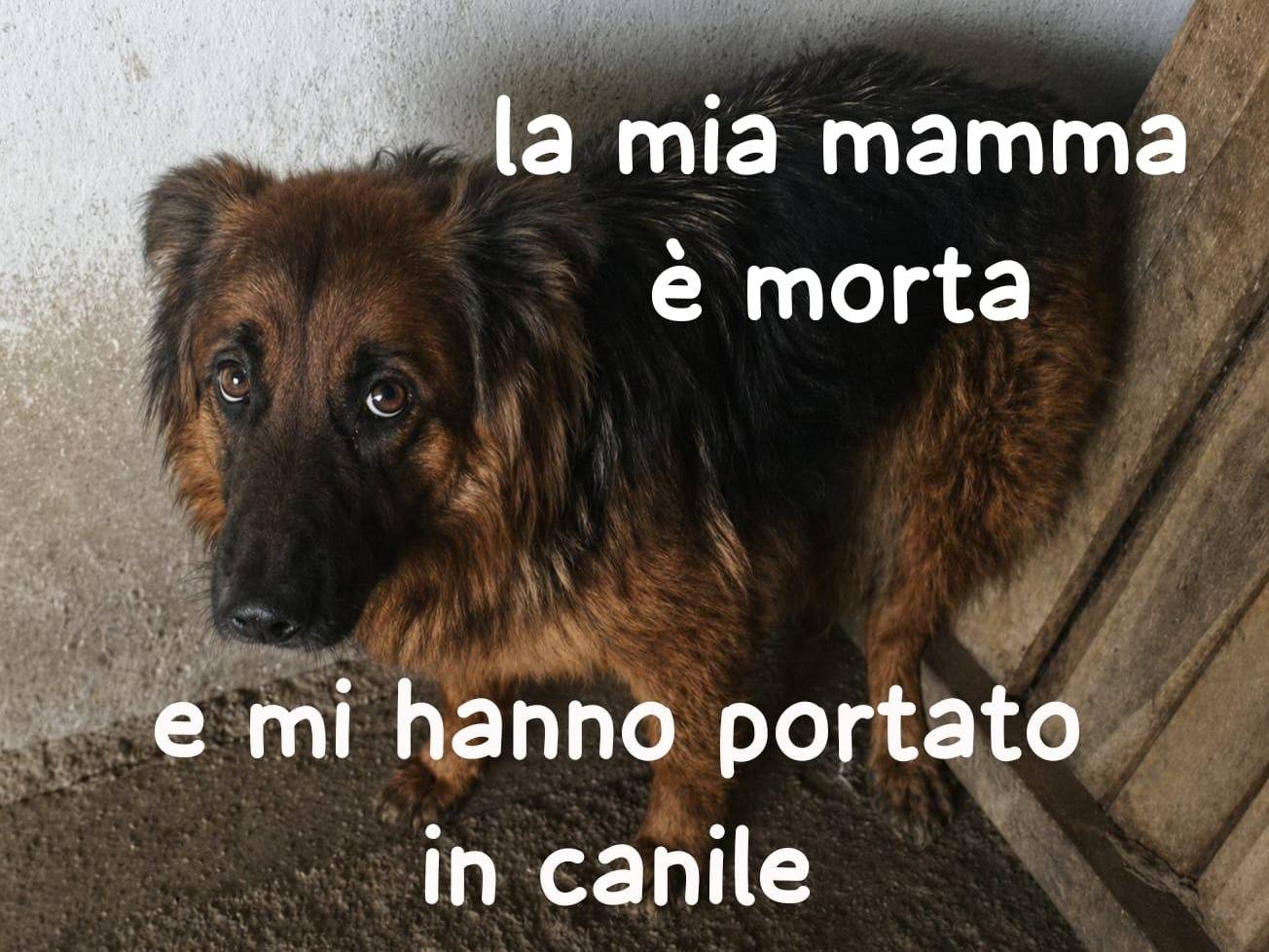 Adozione cane, femmina, Pastore tedesco Razza sconosciuta, 4 anni e 1 mese, taglia grande, Pisa