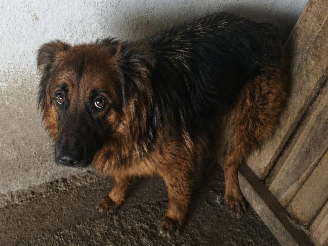 Adotta un cane, femmina, 4 anni e 1 mese, Pisa