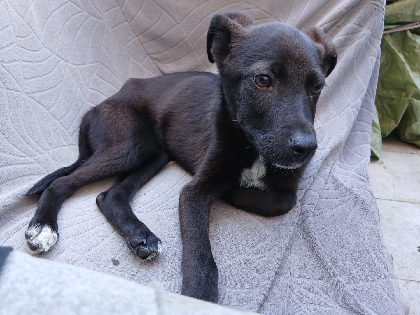 Adozione cane, maschio, Razza sconosciuta Razza sconosciuta, 4 mesi, taglia media contenuta, Genova