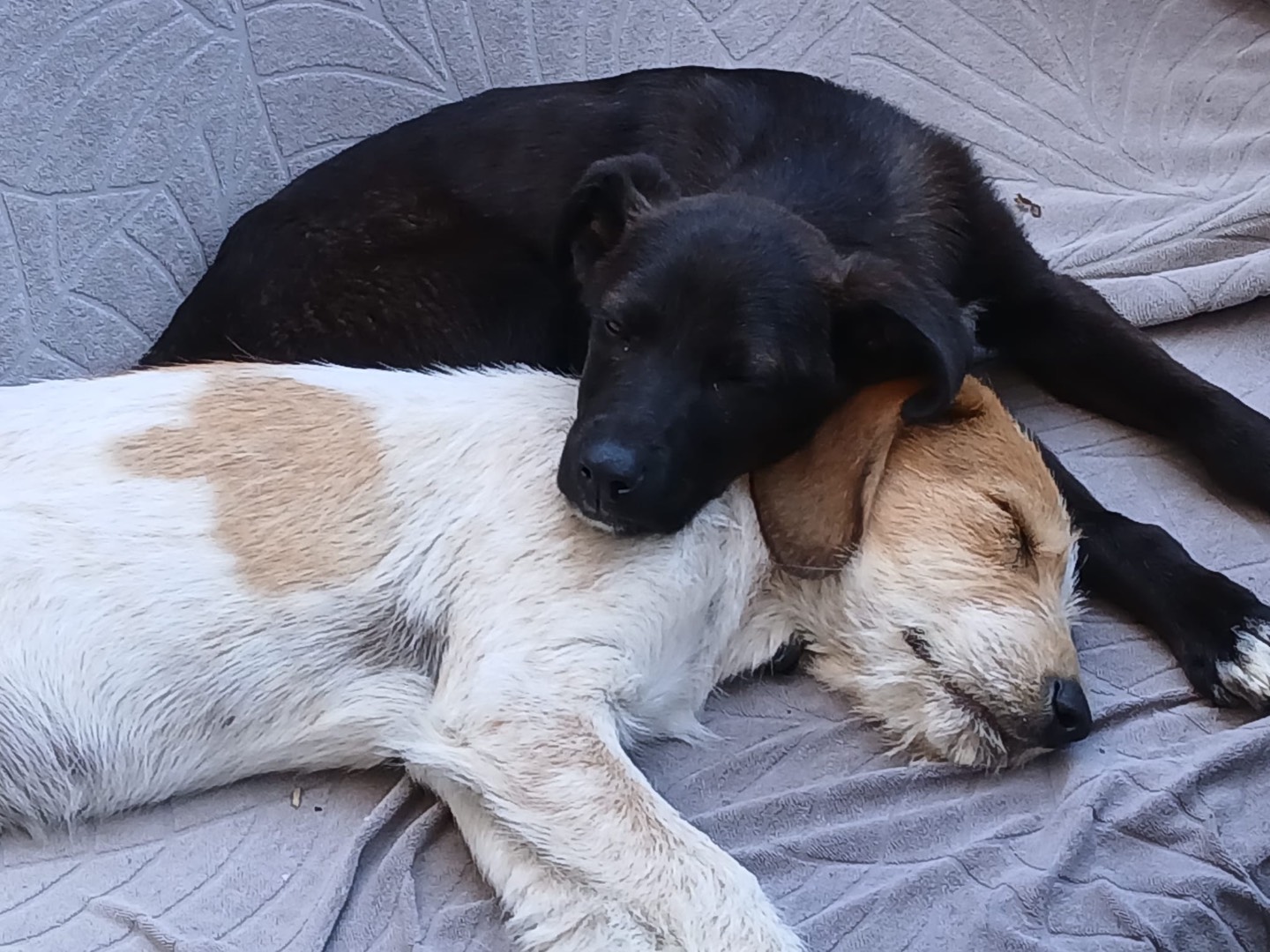 Adotta un cane, maschio, 4 mesi, Genova