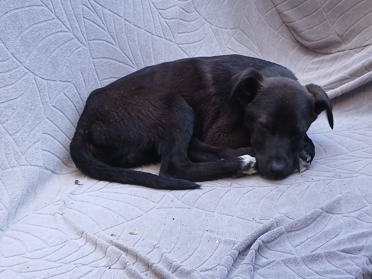 Adotta un cane, taglia media contenuta, maschio, Genova