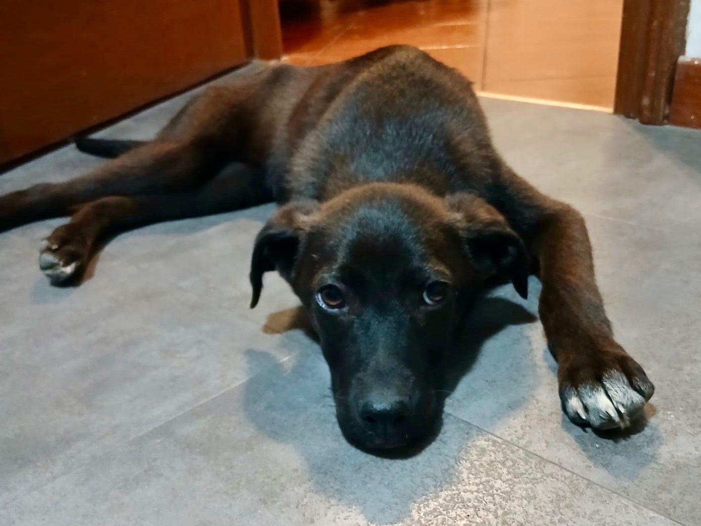 Vuoi adottare un cane a Genova?