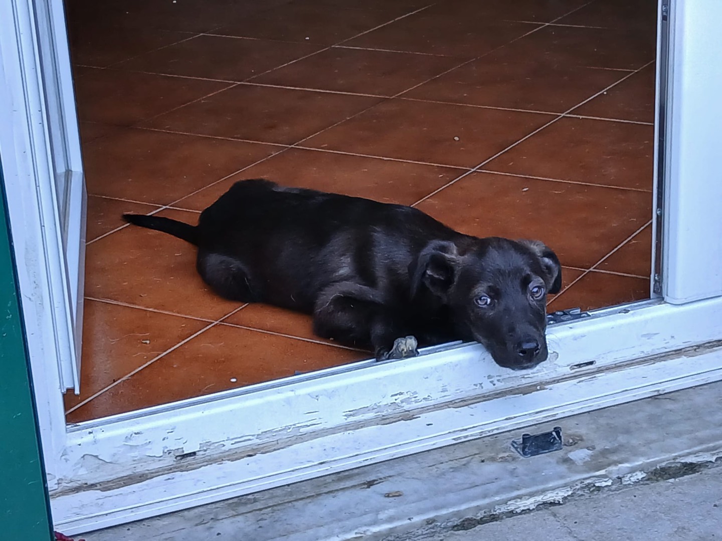 Adotta il cane Totò  a Genova