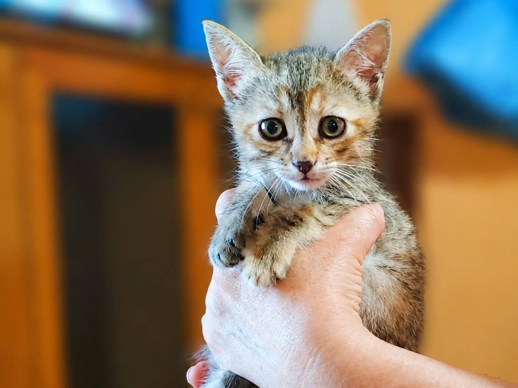 Adozione gatto, femmina, Razza sconosciuta Razza sconosciuta, 2 mesi, taglia non valida, Cremona