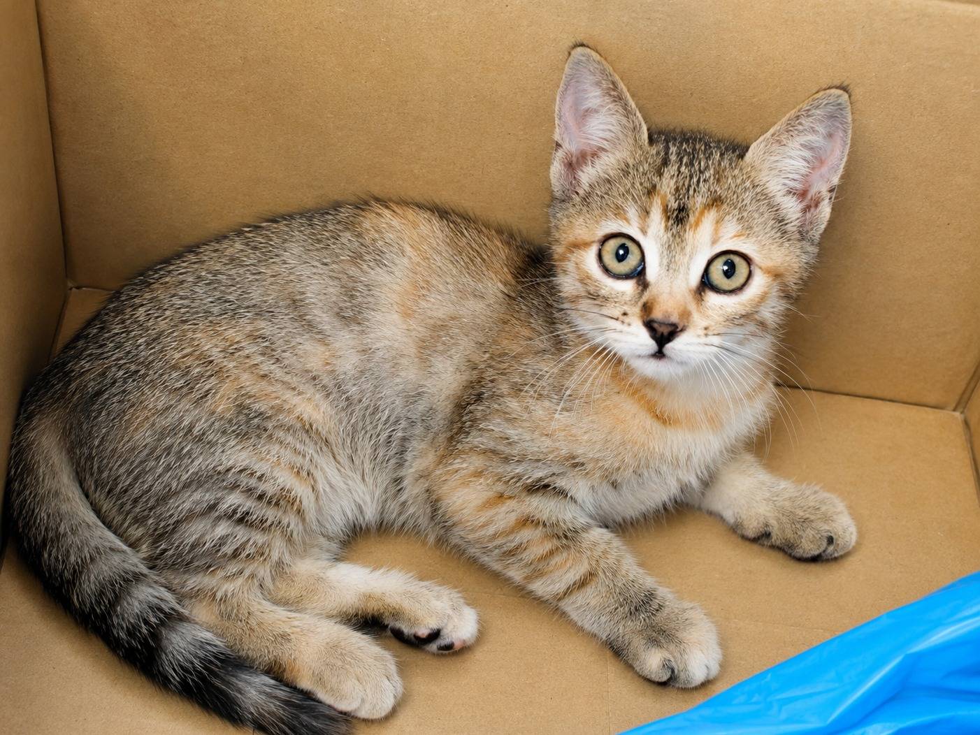 Adotta un gatto, femmina, 2 mesi, Cremona