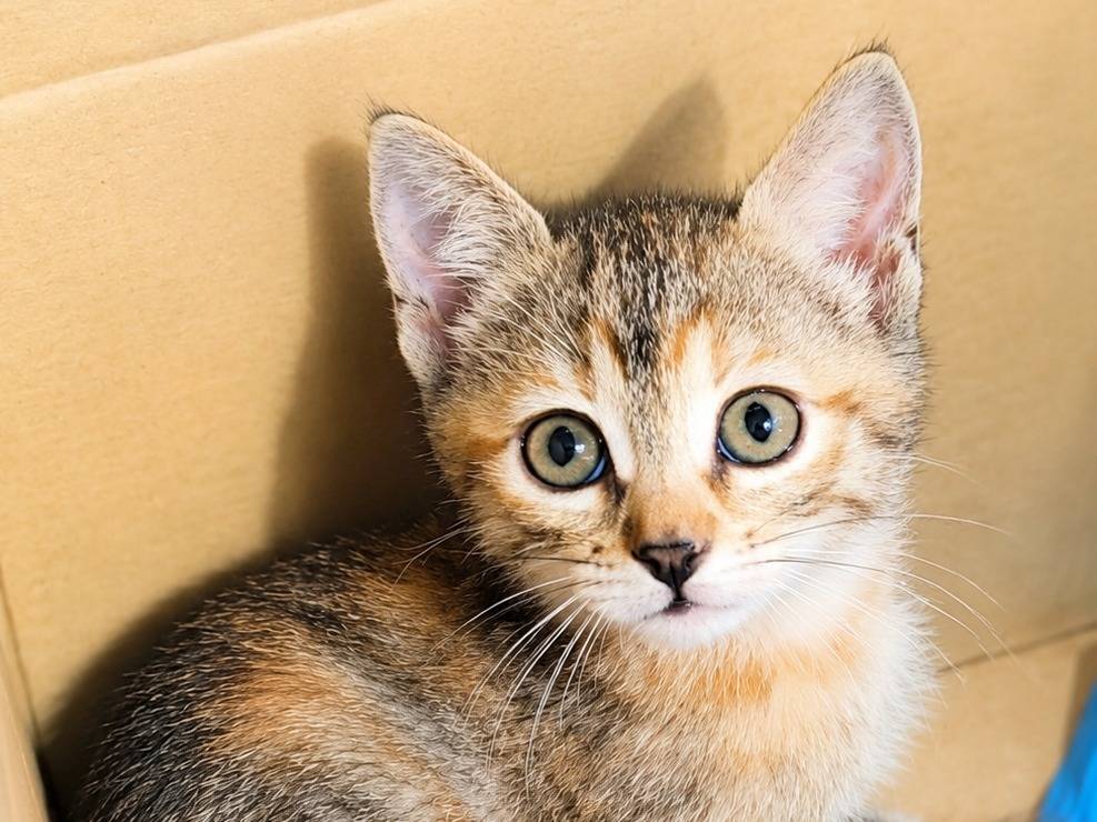 Adotta un gatto, taglia non valida, femmina, Cremona