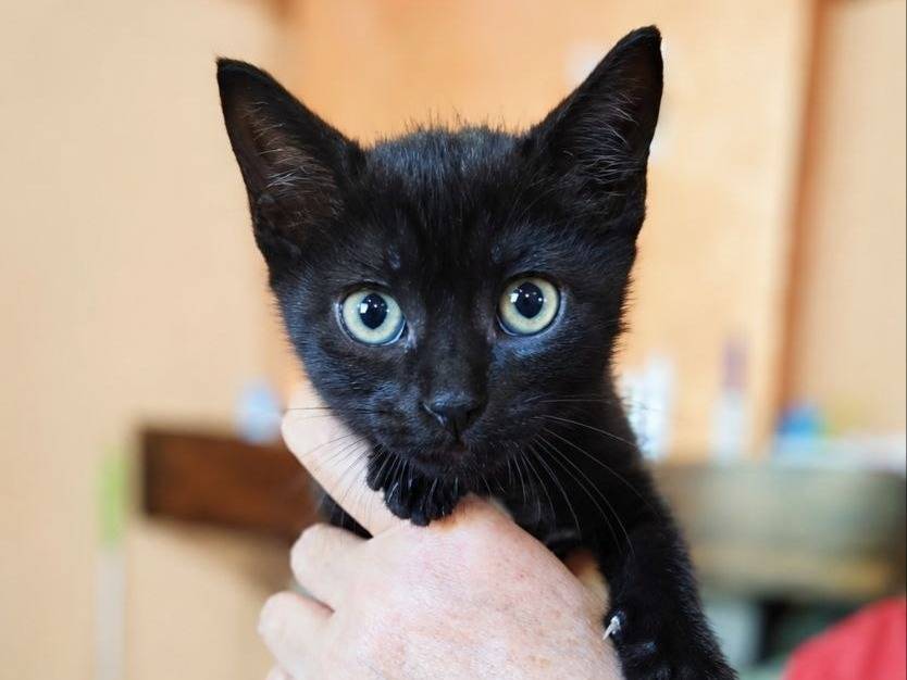 Adozione gatto, maschio, Razza sconosciuta Razza sconosciuta, 2 mesi, taglia non valida, Cremona