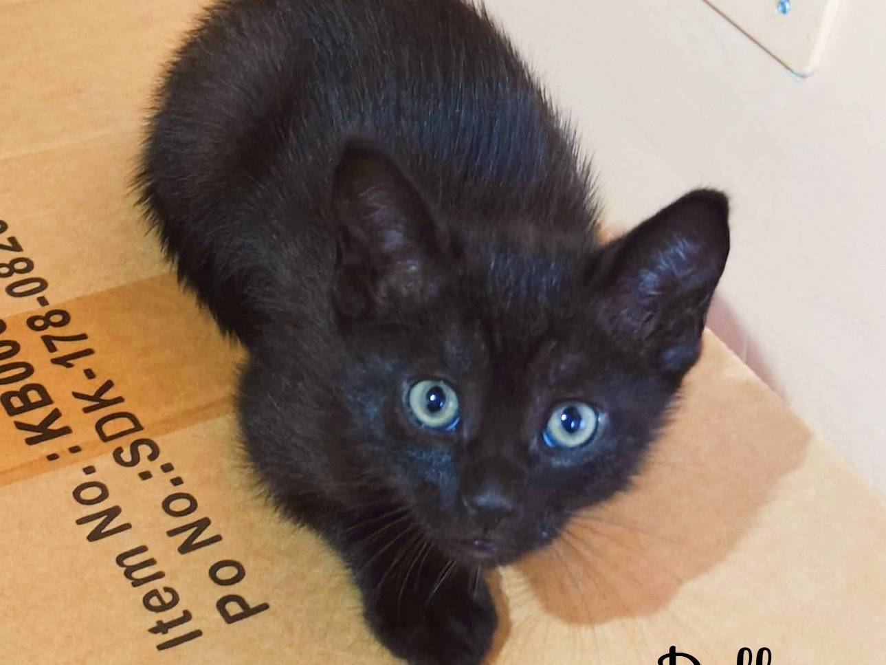 Adotta un gatto, maschio, 2 mesi, Cremona
