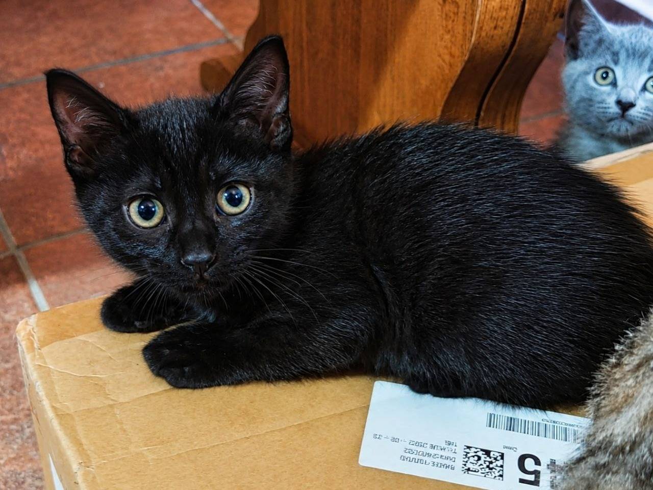 Adotta un gatto, taglia non valida, maschio, Cremona