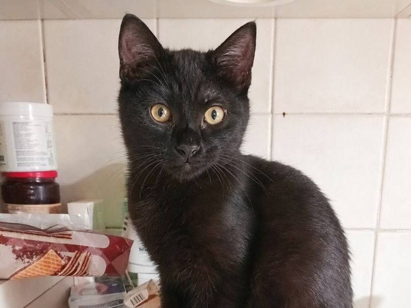 Adozione gatto, femmina, Razza sconosciuta Razza sconosciuta, 7 mesi, taglia non valida, Cremona