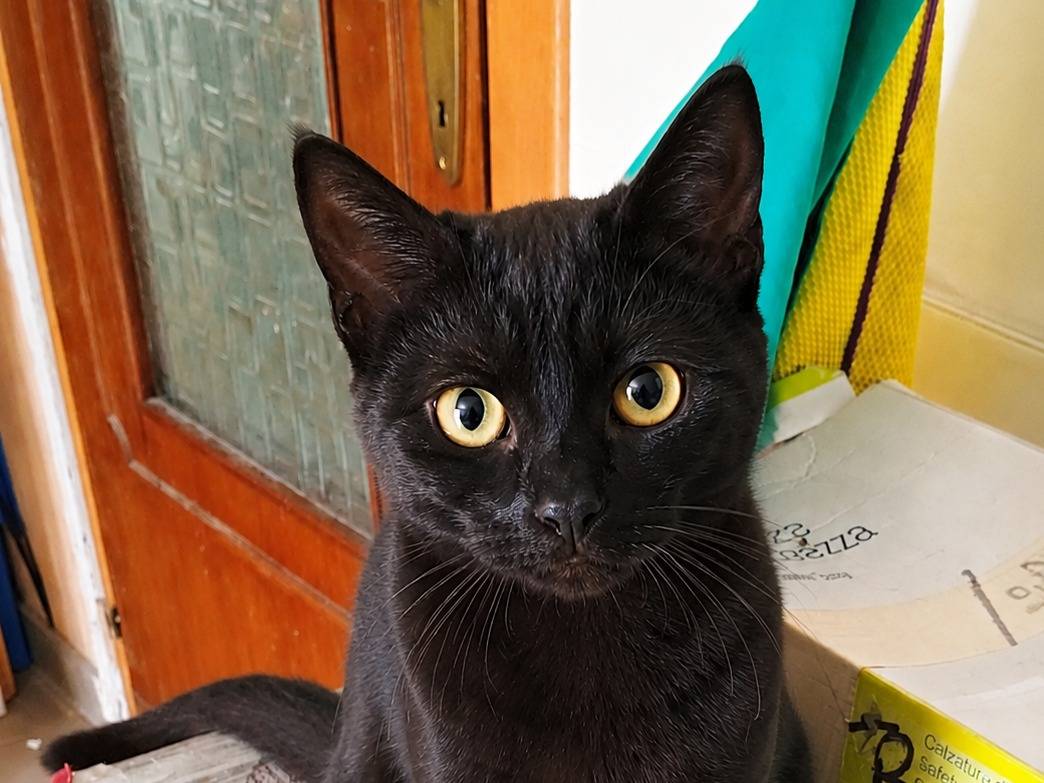 Adotta un gatto, femmina, 7 mesi, Cremona