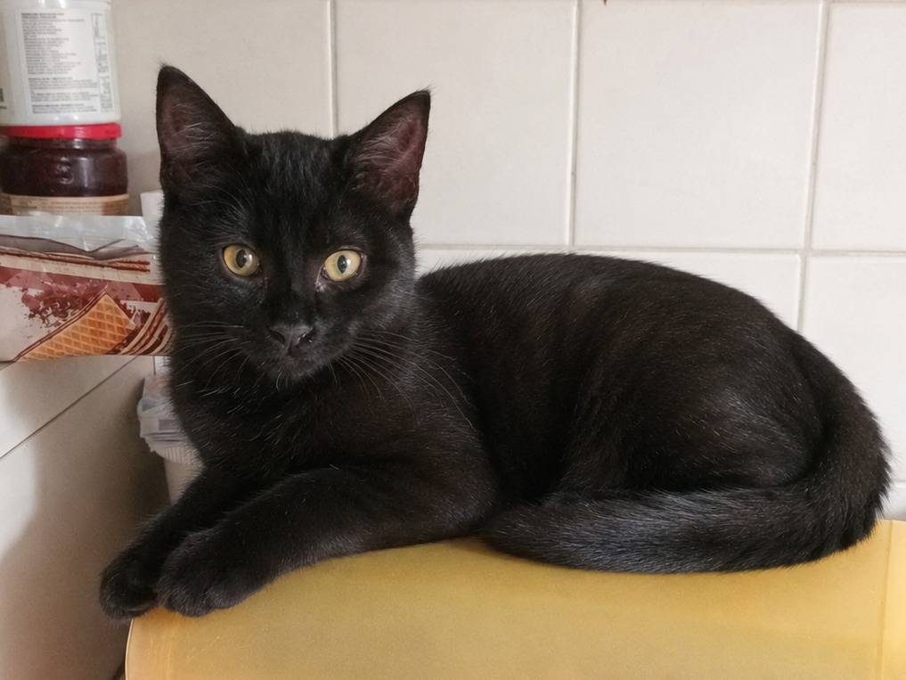 Adotta un gatto, taglia non valida, femmina, Cremona
