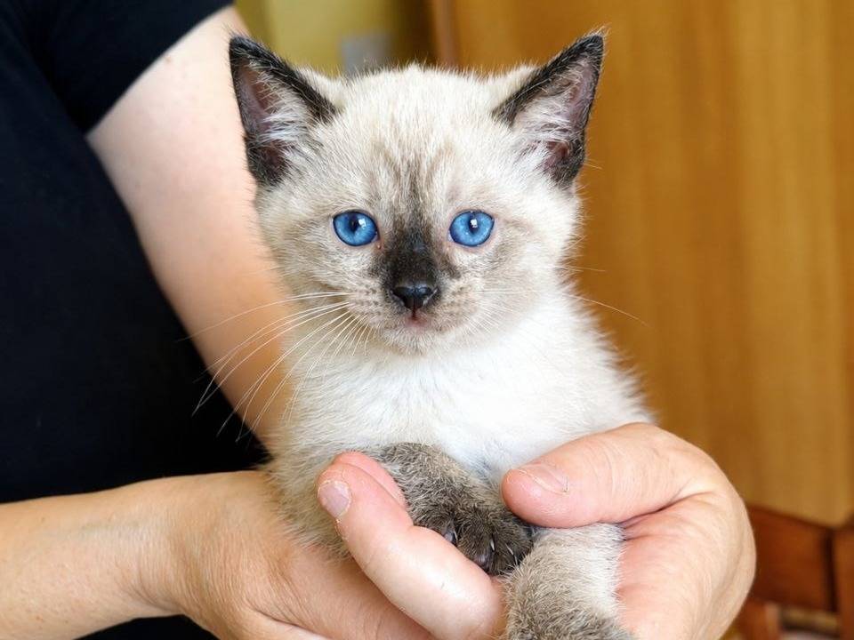 Vuoi adottare un gatto a Cremona?