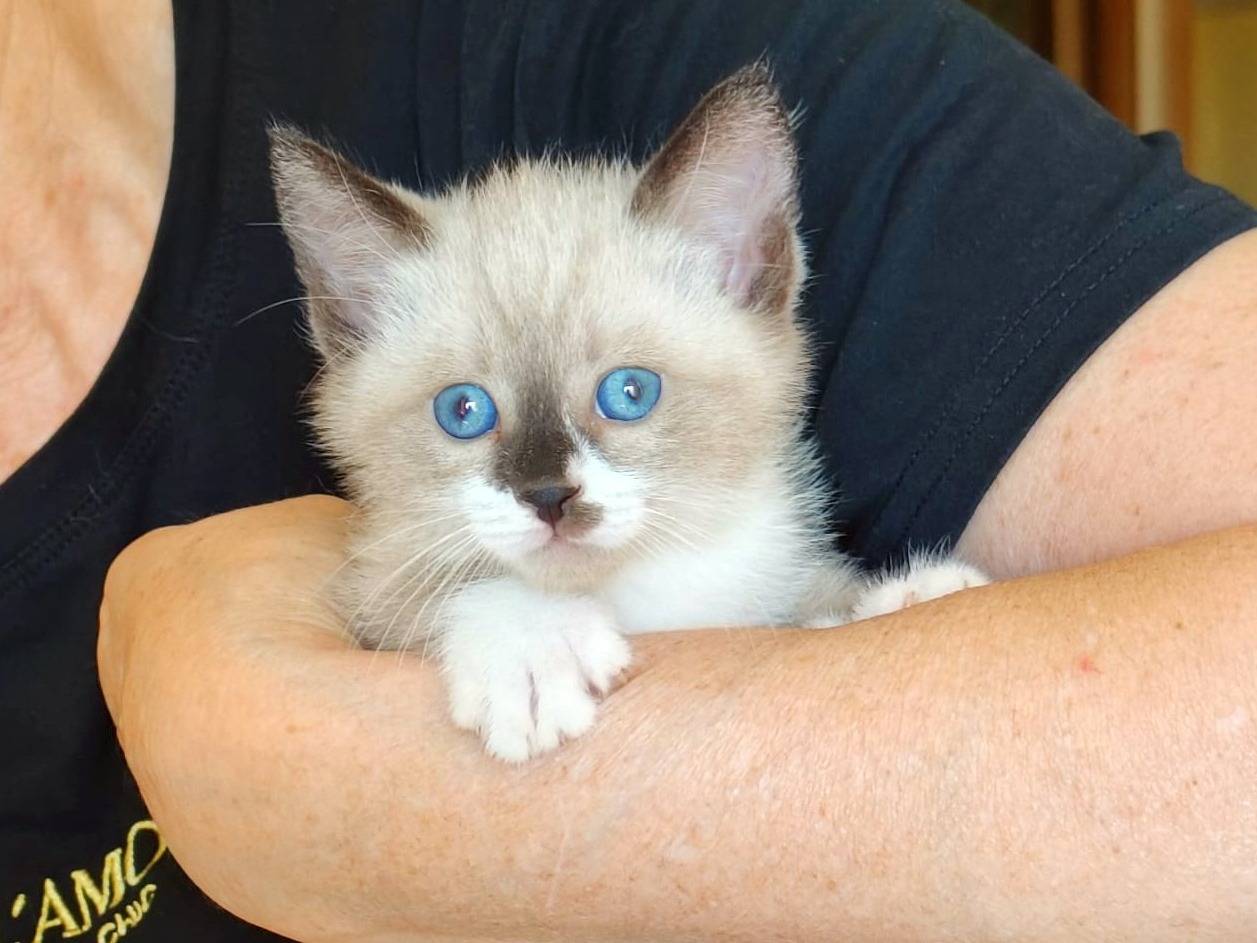 Adozione gatto, maschio, Razza sconosciuta Razza sconosciuta, 1 mese, taglia non valida, Cremona
