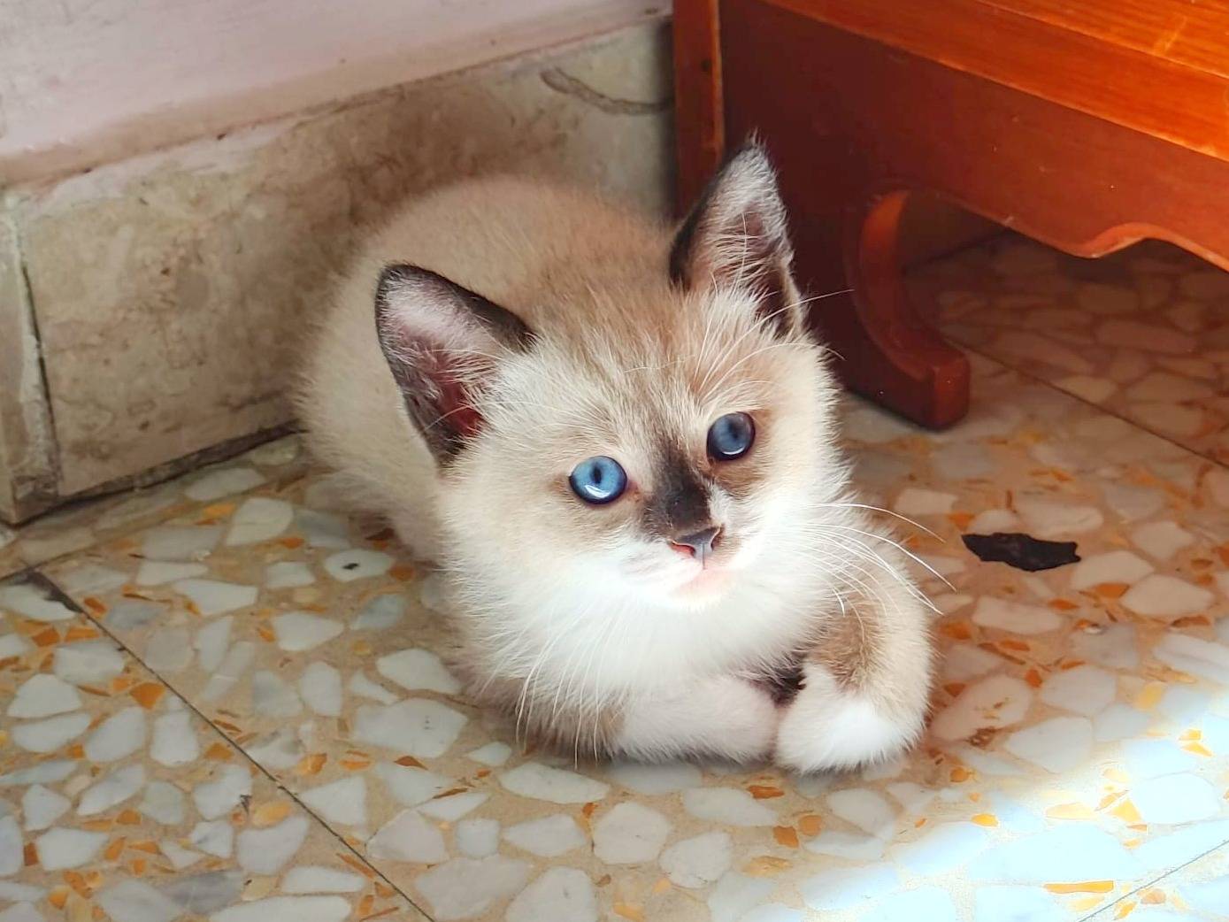 Adotta un gatto, maschio, 1 mese, Cremona