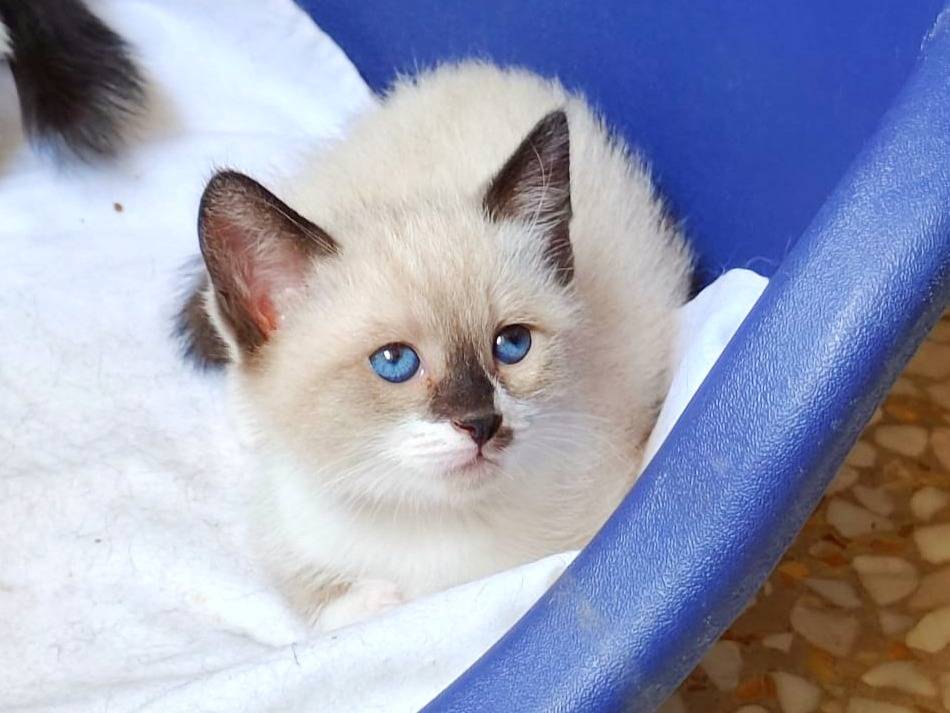 Adotta un gatto, taglia non valida, maschio, Cremona