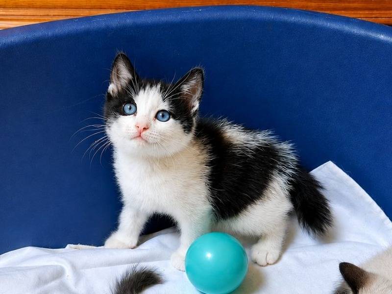 Vuoi adottare un gatto a Cremona?