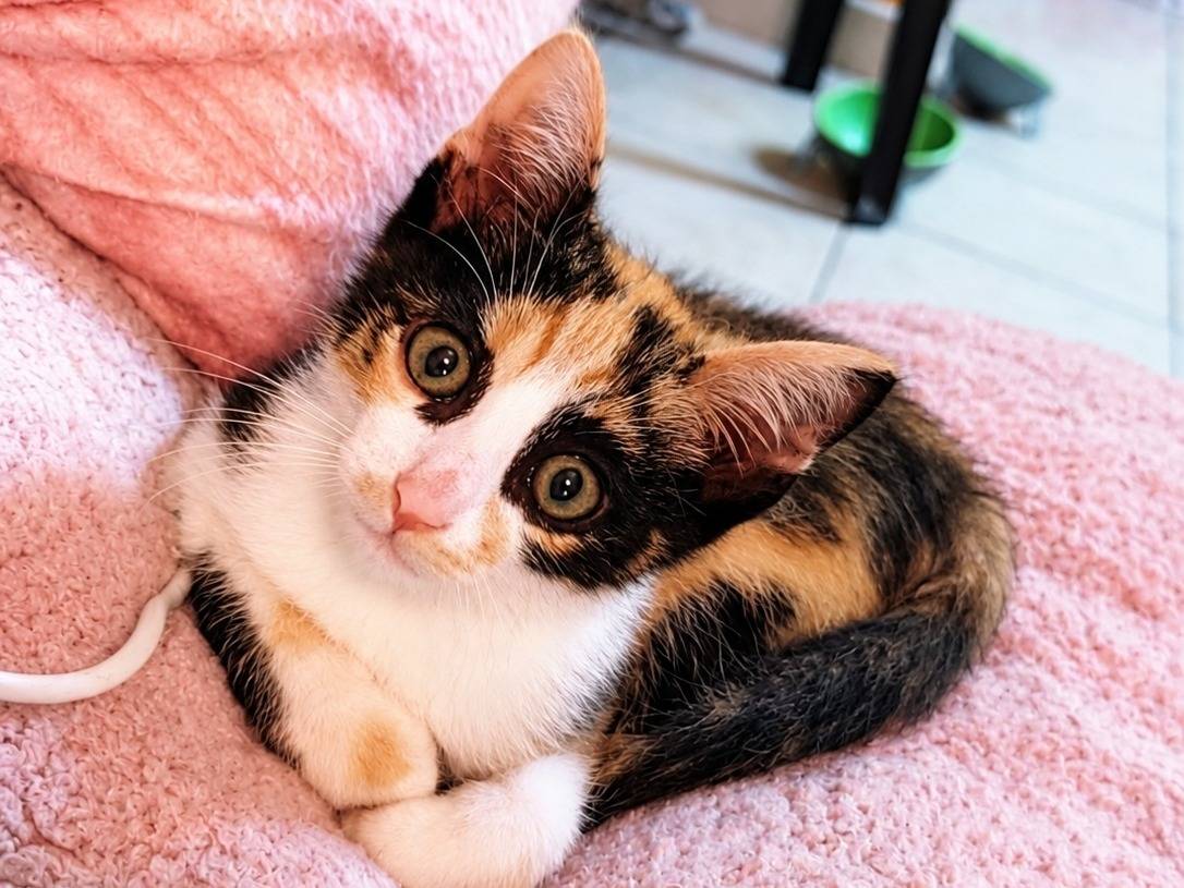 Adozione gatto, femmina, Razza sconosciuta Razza sconosciuta, 2 mesi, taglia non valida, Cremona